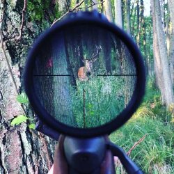 Pirsch auf Rothirsch zur Brunft mit den Hunter Brothers Rothirsch richtig ansprechen