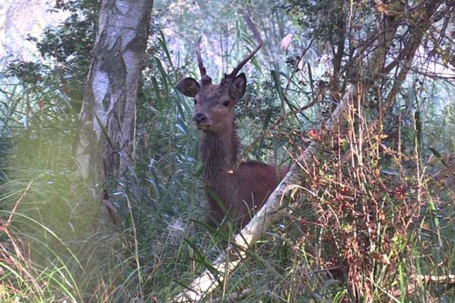 Pirsch auf Rothirsch zur Brunft mit den Hunter Brothers Junger Hirsch mit Schlappohr