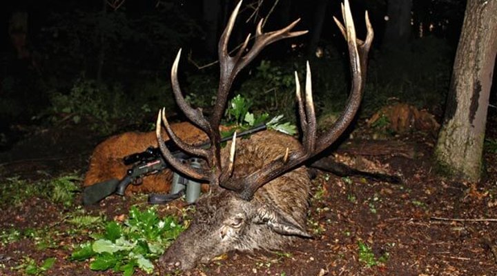 Jagd auf einen reifen Rothirsch mit den Hunter Brothers Jagderfolg: Rothirsch 18-Ender