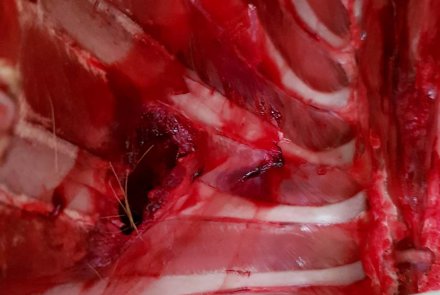 Hunting Felix Einschussloch mit Knochentreffer Das Einschussloch in Nahaufnahme zeigt einen Knochentreffer.