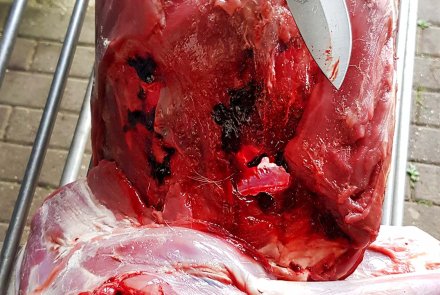 Wildbretverwertung im Nachgang Wildbretverwertung im Nachgang