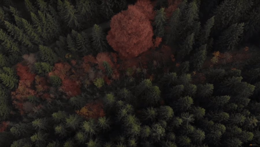 Jagd und Naturschutz – wie passt das zusammen? Wald-min.png