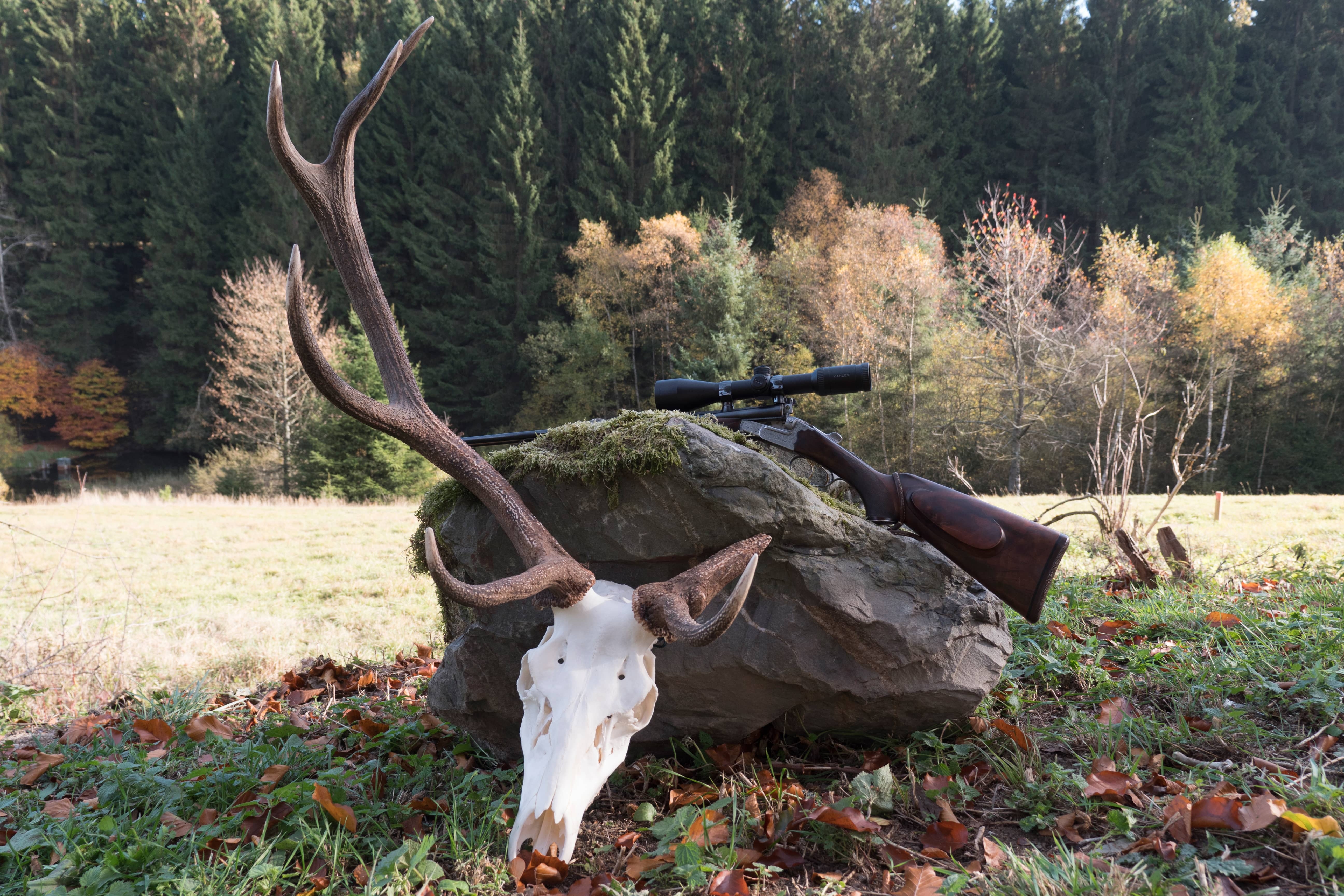 Jagd und Naturschutz – wie passt das zusammen?