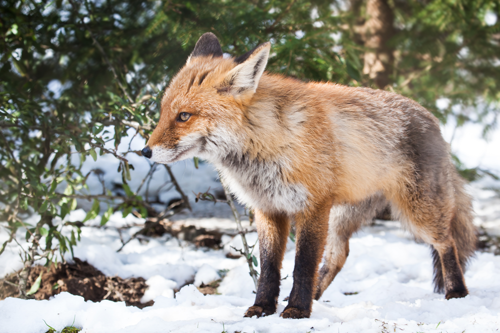 jagd-news: Mit VIDEO: Fuchsjagd ohne Bauhund