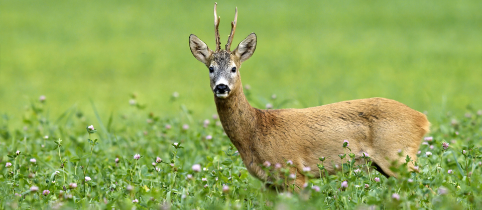 jagd-news: Jagdzeiten 2016/2017 in Deutschland nach Bundesländern