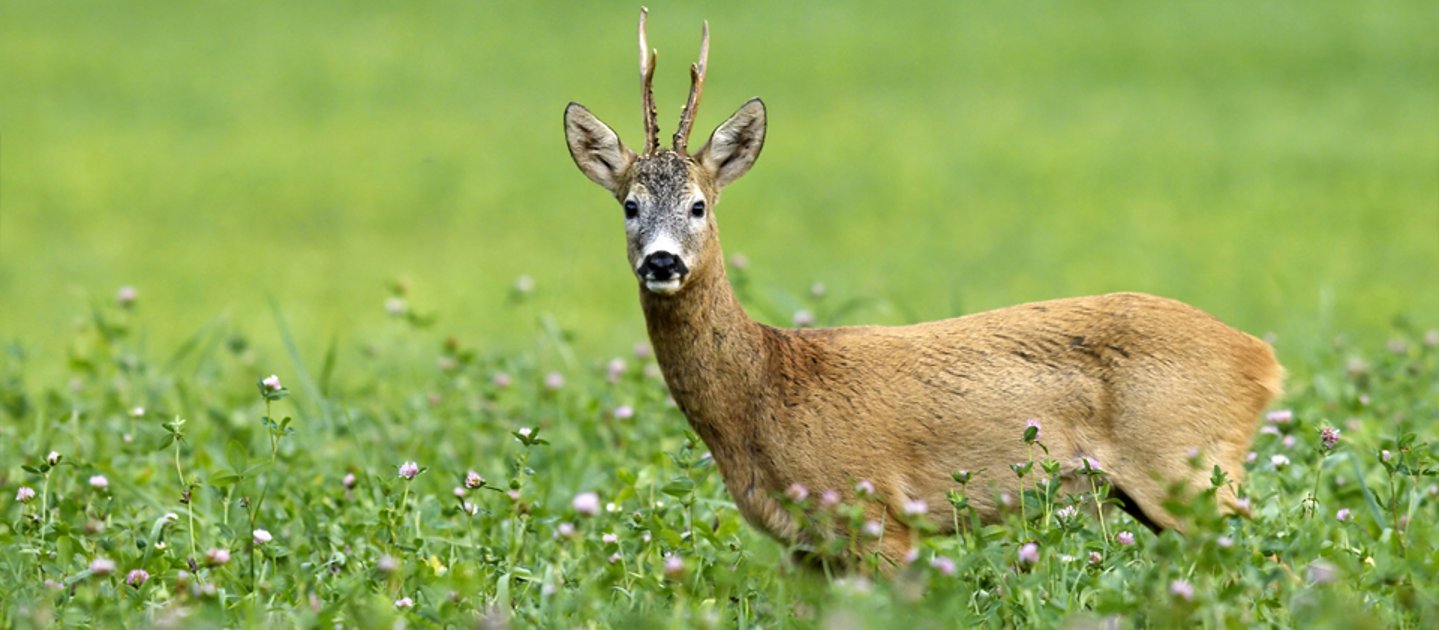 Jagdzeiten 2015 Jagdzeiten 2015