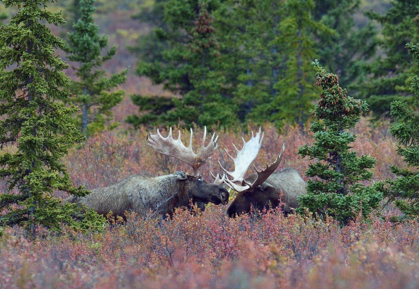 K&K Premium Jagd: Jagen in Deutschland und Jagdreisen weltweit Zwei Elche im Kampf