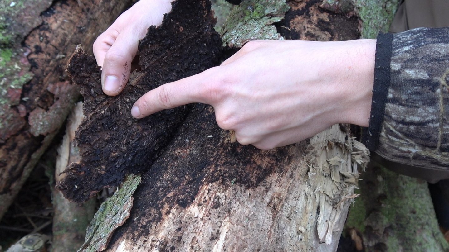 Klimawandel – der Wald braucht unsere Hilfe! waldschaden.00_01_04_28.Standbild003-min.jpg