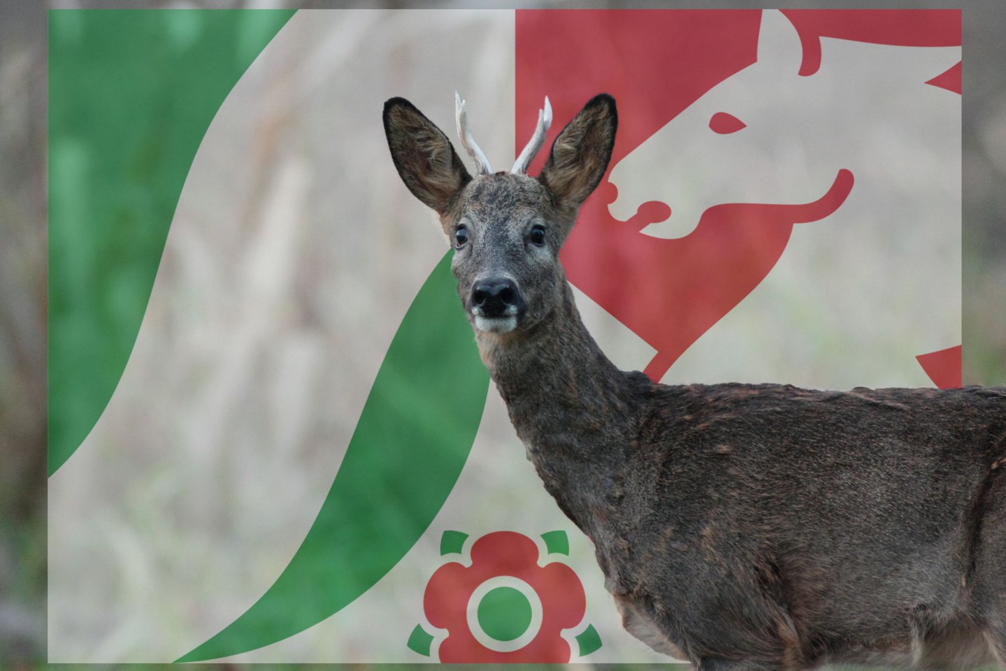 Landtag NRW muss Landesjagdgesetz beraten Flagge NRW mit Reh