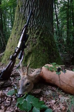 Bei der Blattjagd erlegter Bock liegt mit Rehblatter im Wald. Dahinter steht das Jagdgewehr des Jägers.