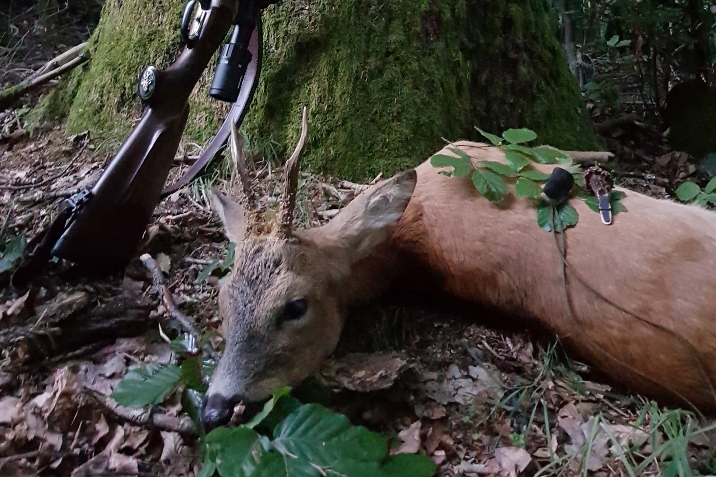 Zur Blattzeit erlegter Rehbock mit letztem Bissen.