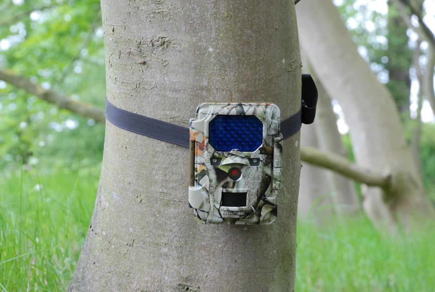 Wildkamera im Wald Wildkamera am Baum