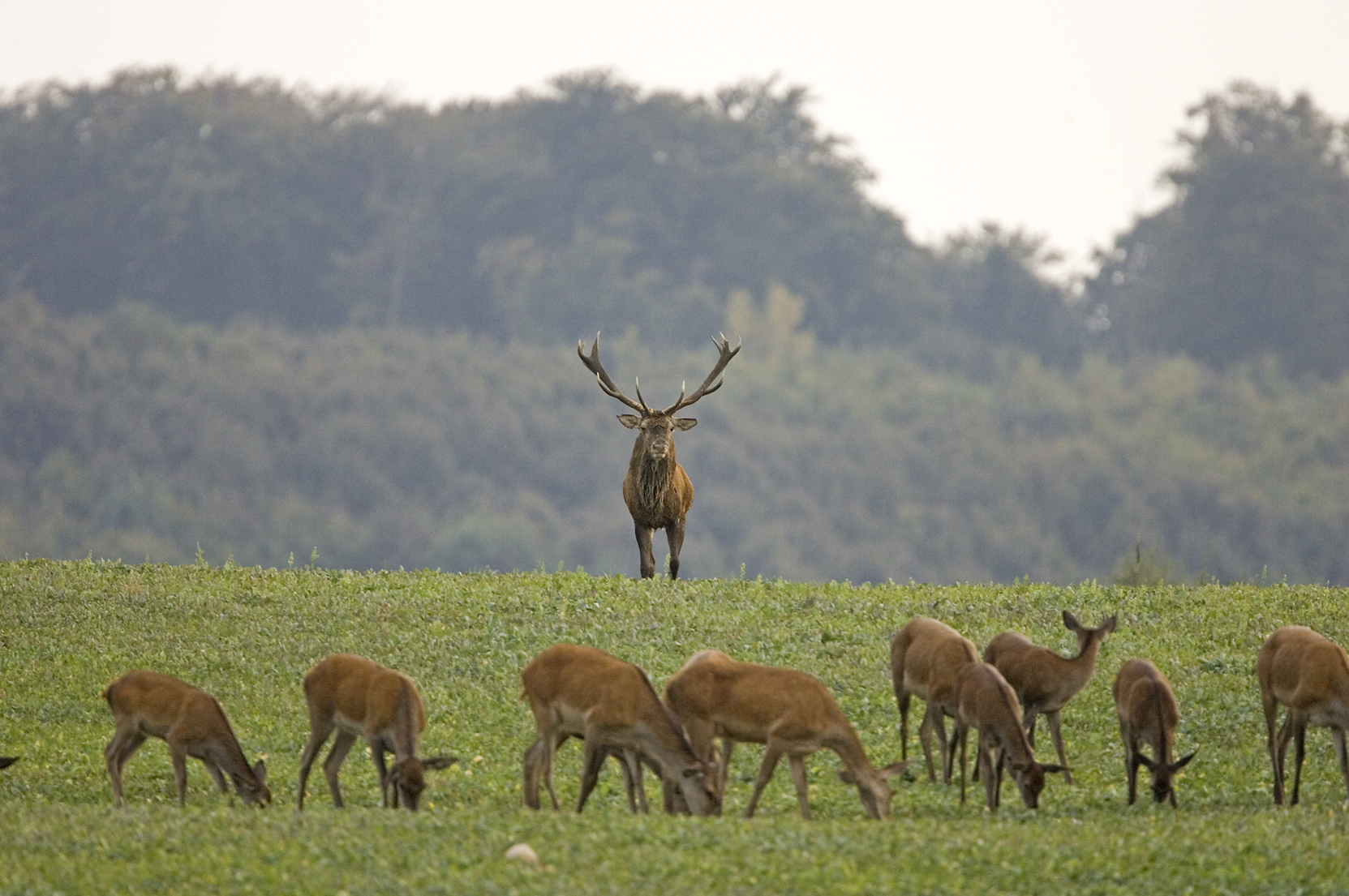 jagd-news: Erleben Sie jetzt die Rotwildbrunft!