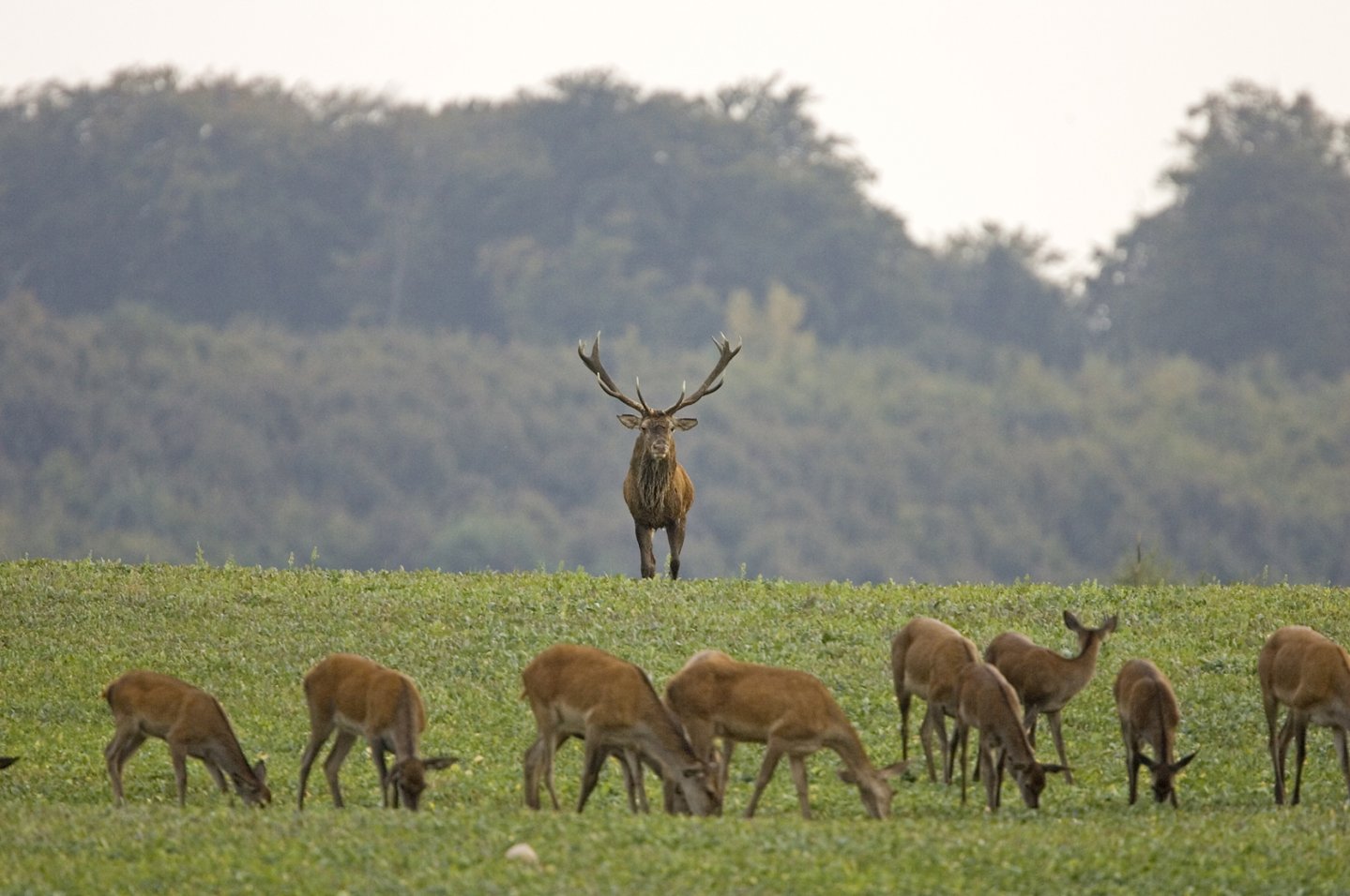 Erleben Sie jetzt die Rotwildbrunft! Erleben Sie jetzt die Rotwildbrunft!