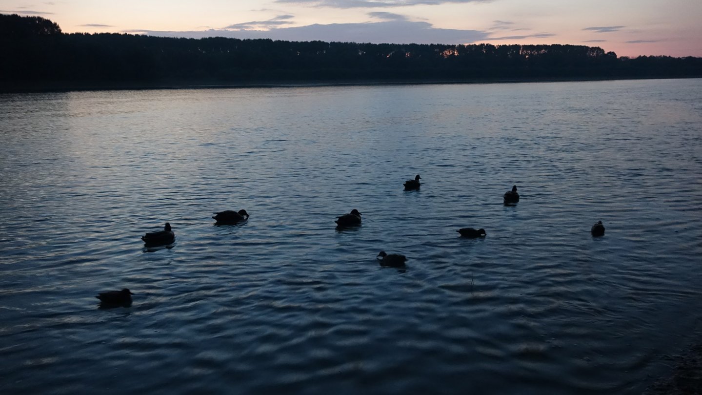 Video: Enten- und Gänsejagd in Ungarn Video: Enten- und Gänsejagd in Ungarn