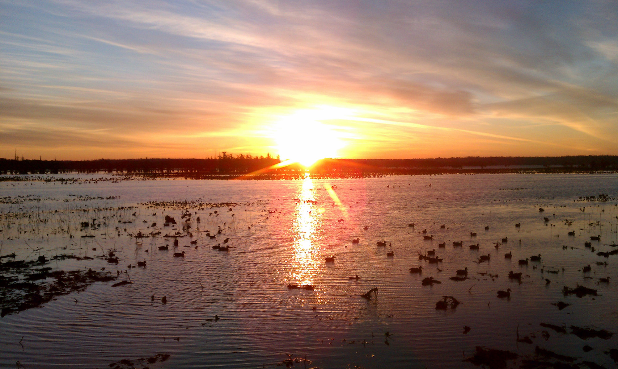 jagd-news: Video: Entenjagd im Moor