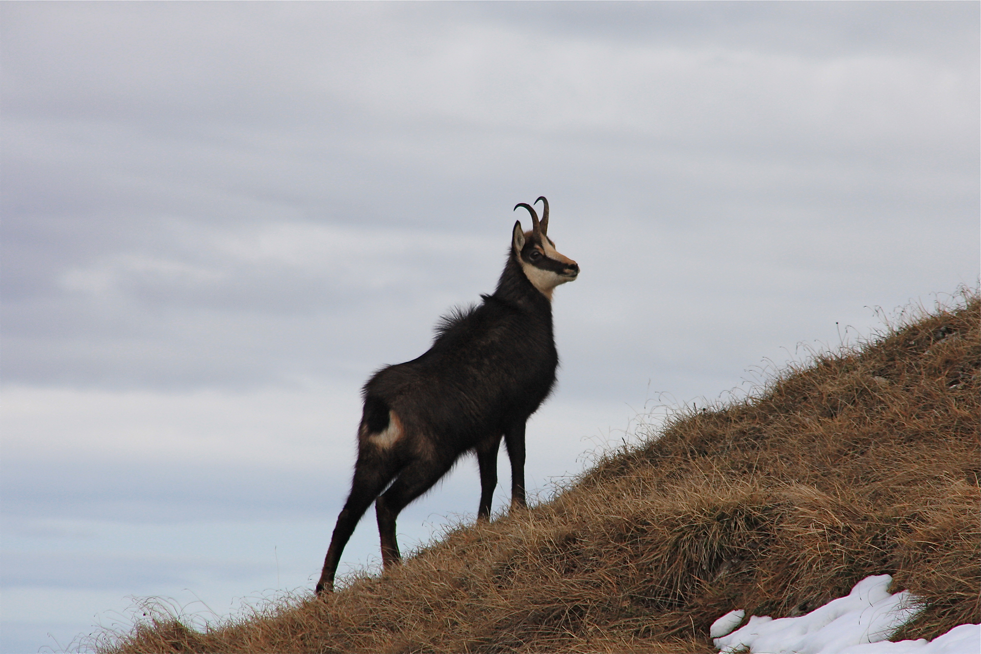 lugari: Video: Gamsjagd im Gebirge lugari: Video: Gamsjagd im Gebirge