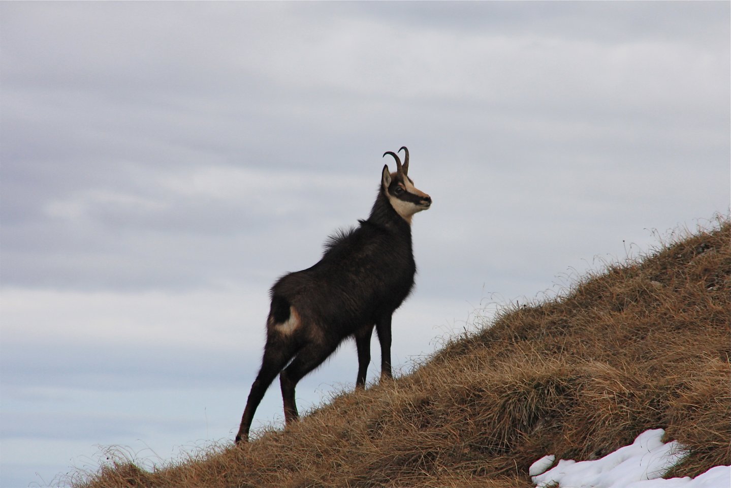Video: Gamsjagd Gams im Gebirge