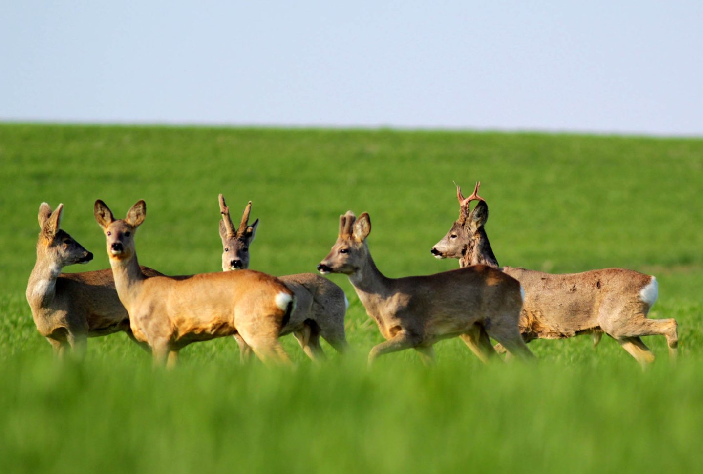 Jagd auf Rehwild Rehe im Sommer