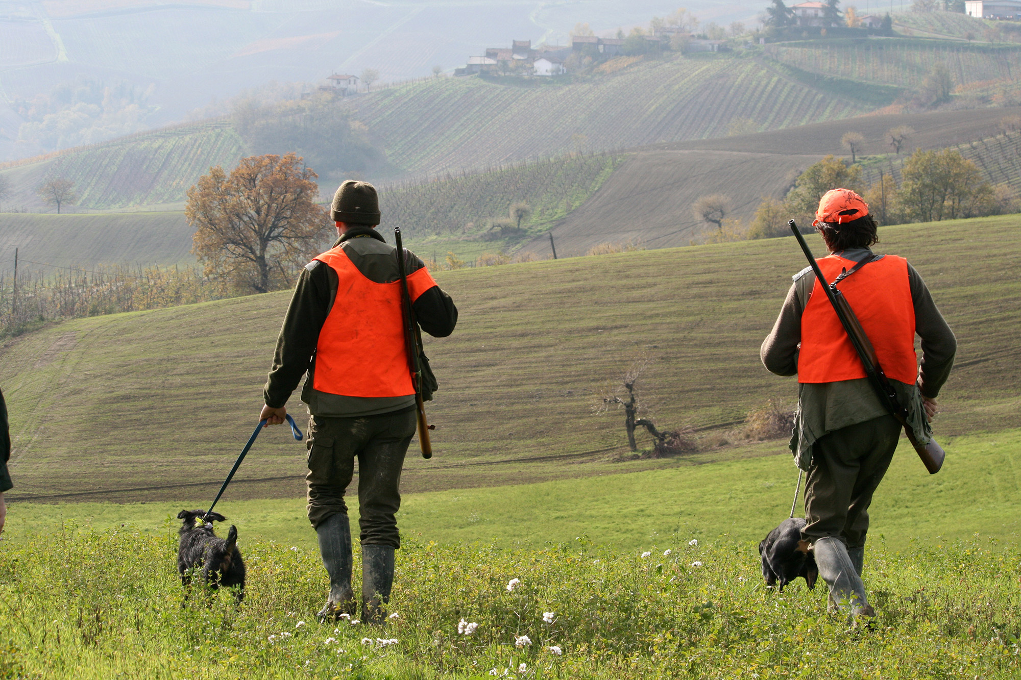 lugari: Video: Drückjagd auf Wildschweine