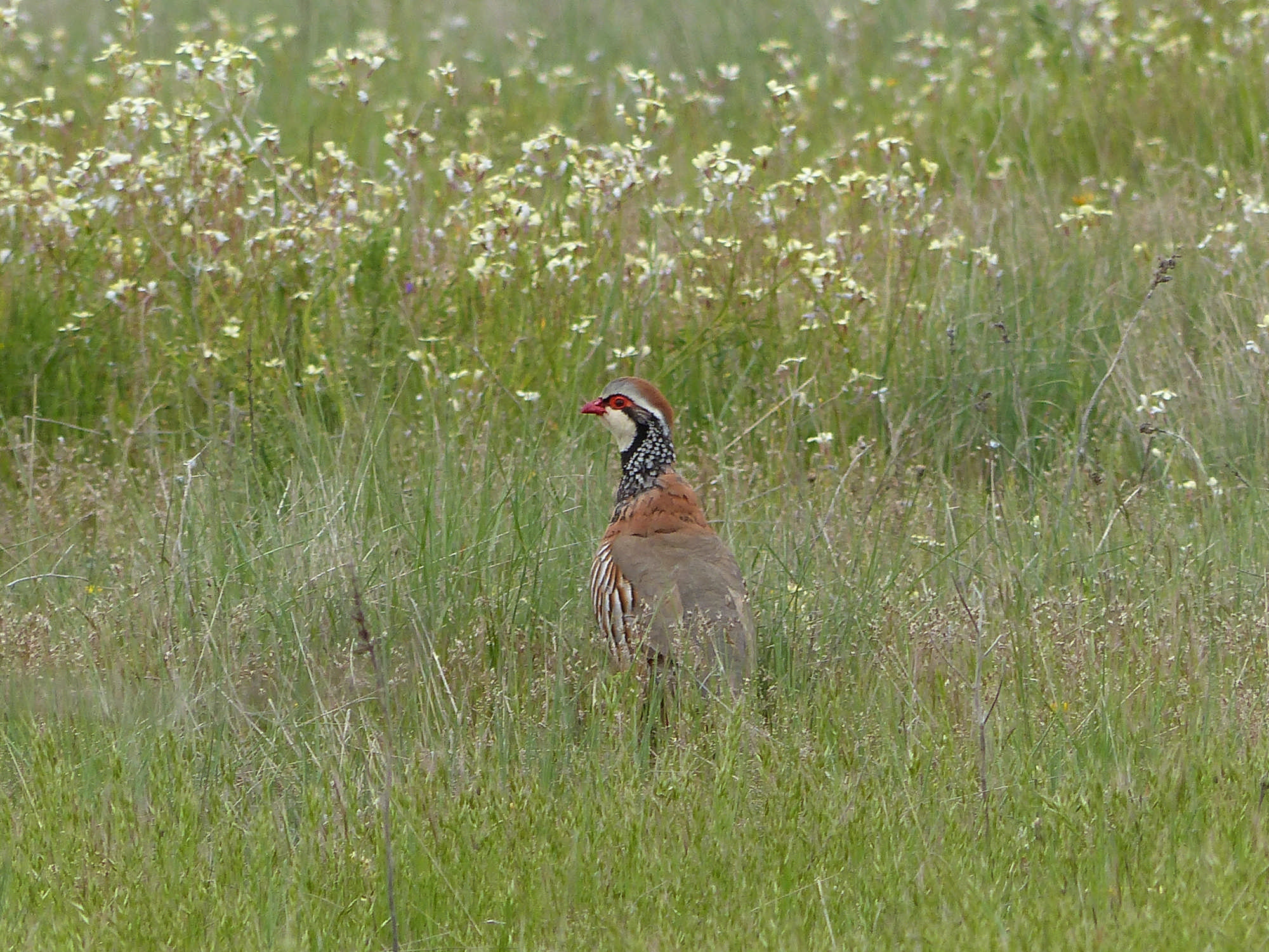 lugari: Auslandsjagd: Jagd auf das Rothuhn in Italien lugari: Auslandsjagd: Jagd auf das Rothuhn in Italien