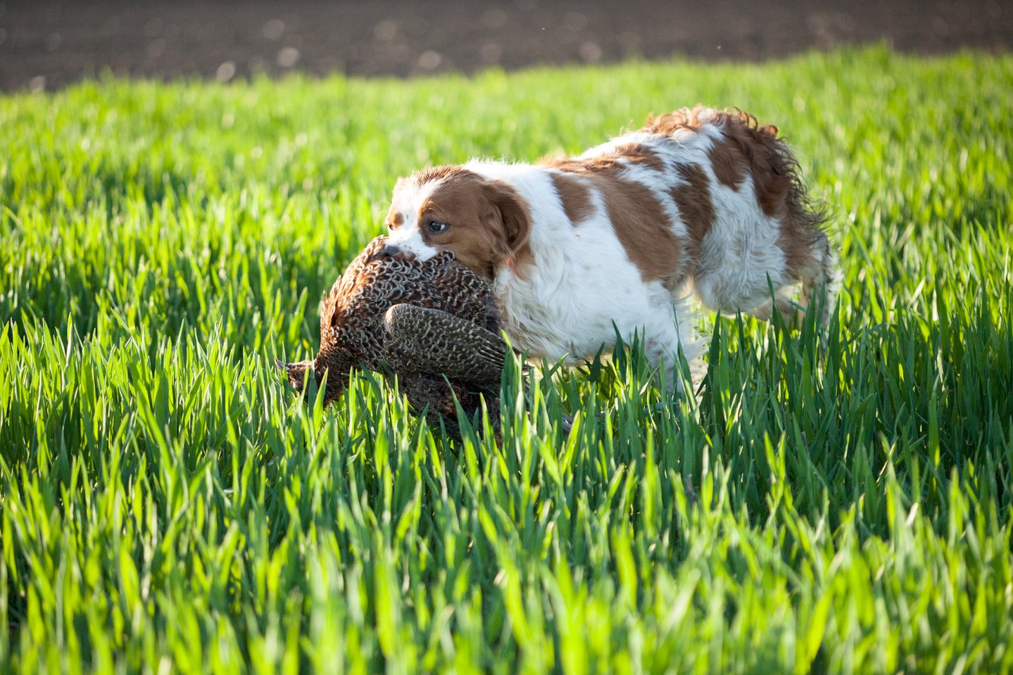 Die Jagd mit Vorstehhunden Jagdhund mit Rebhuhn