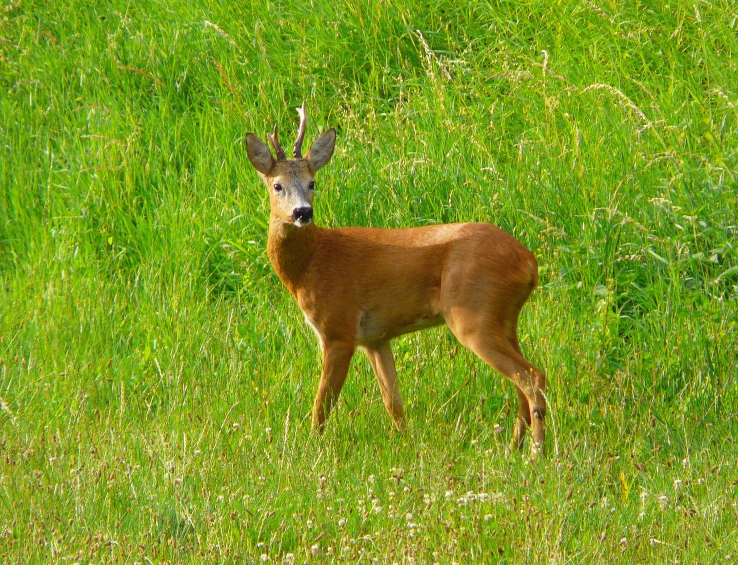 Selektive Jagd auf Rehwild: Rehbock Rehbock