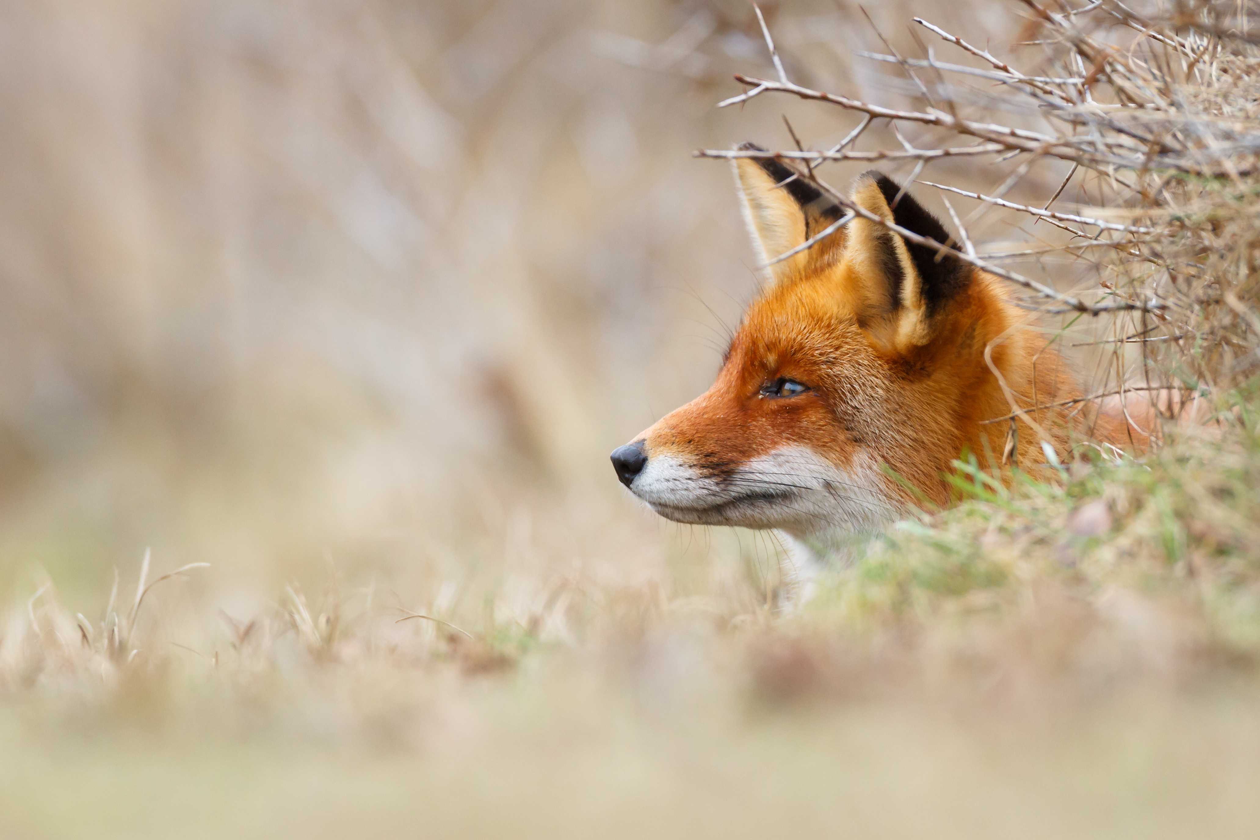 drückjagd: VIDEO zur Ansitz-Drückjagd