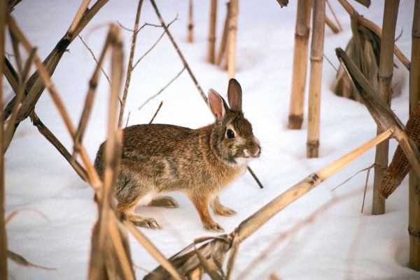 VIDEO: Mit Frettchen auf Kaninchen-Jagd