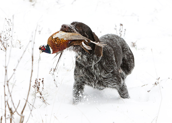 jagd-news: VIDEO zur Treibjagd: Gute Strecke gemacht