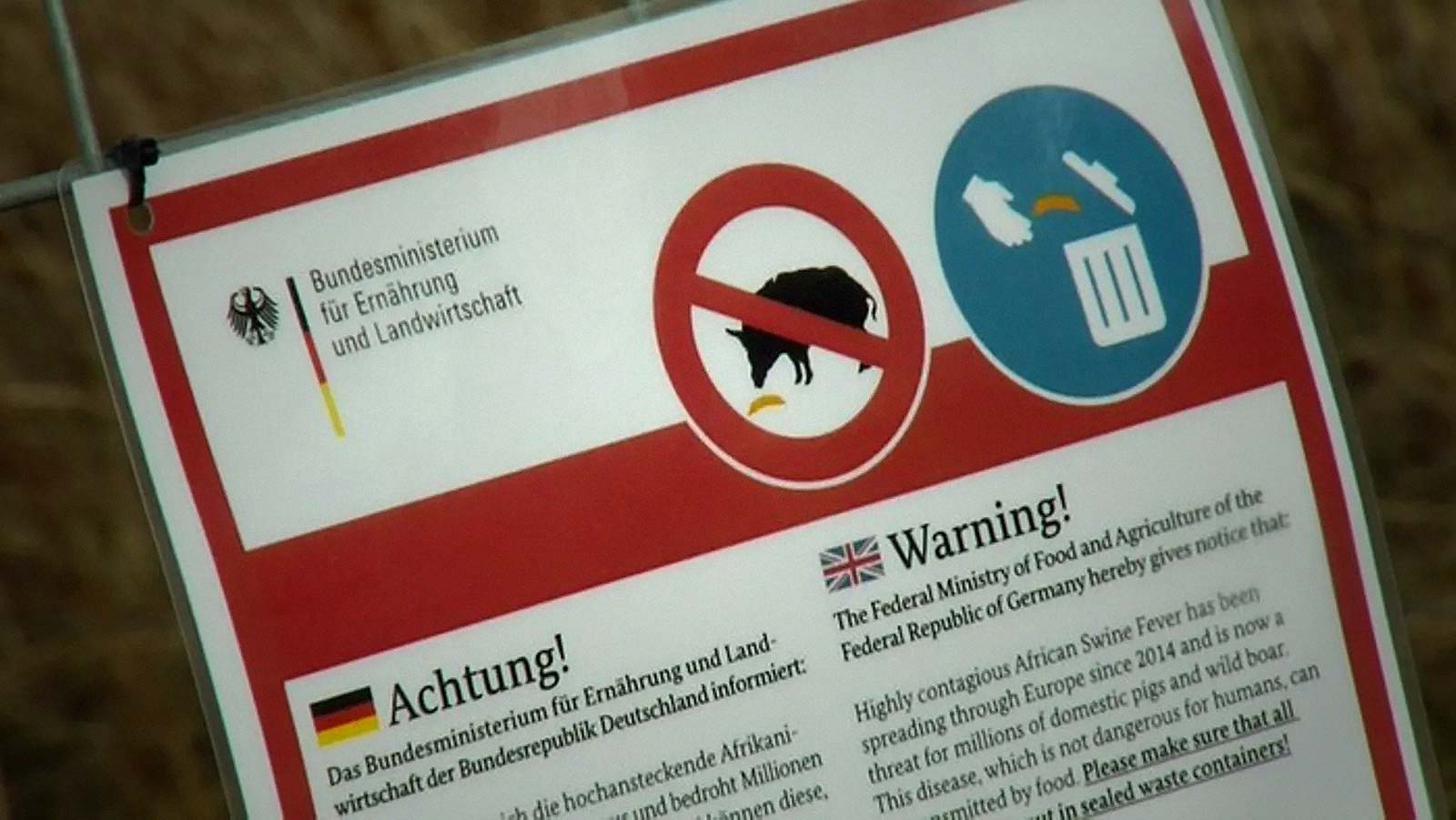 optik: Wie Wärmebildkameras gegen die Afrikanische Schweinepest helfen...