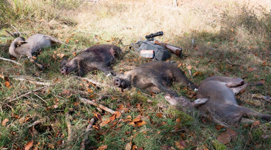 Ausblick auf die Drückjagd-Saison 2018: Interview mit Kai-Uwe Kühl von K&K Premium Jagd Jagdstrecke einer Drückjagd mit Rotwild und Schwarzwild