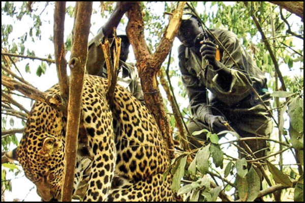 jagd-news: Wilderer in Afrika - Buschfleisch und Elfenbein