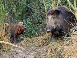 Wildschweinjagd Wildschweinjagd