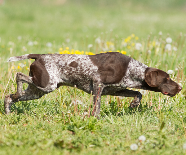 jagdhund: VIDEO: Hilfe zur Nachsuche mit dem Hund jagdhund: VIDEO: Hilfe zur Nachsuche mit dem Hund