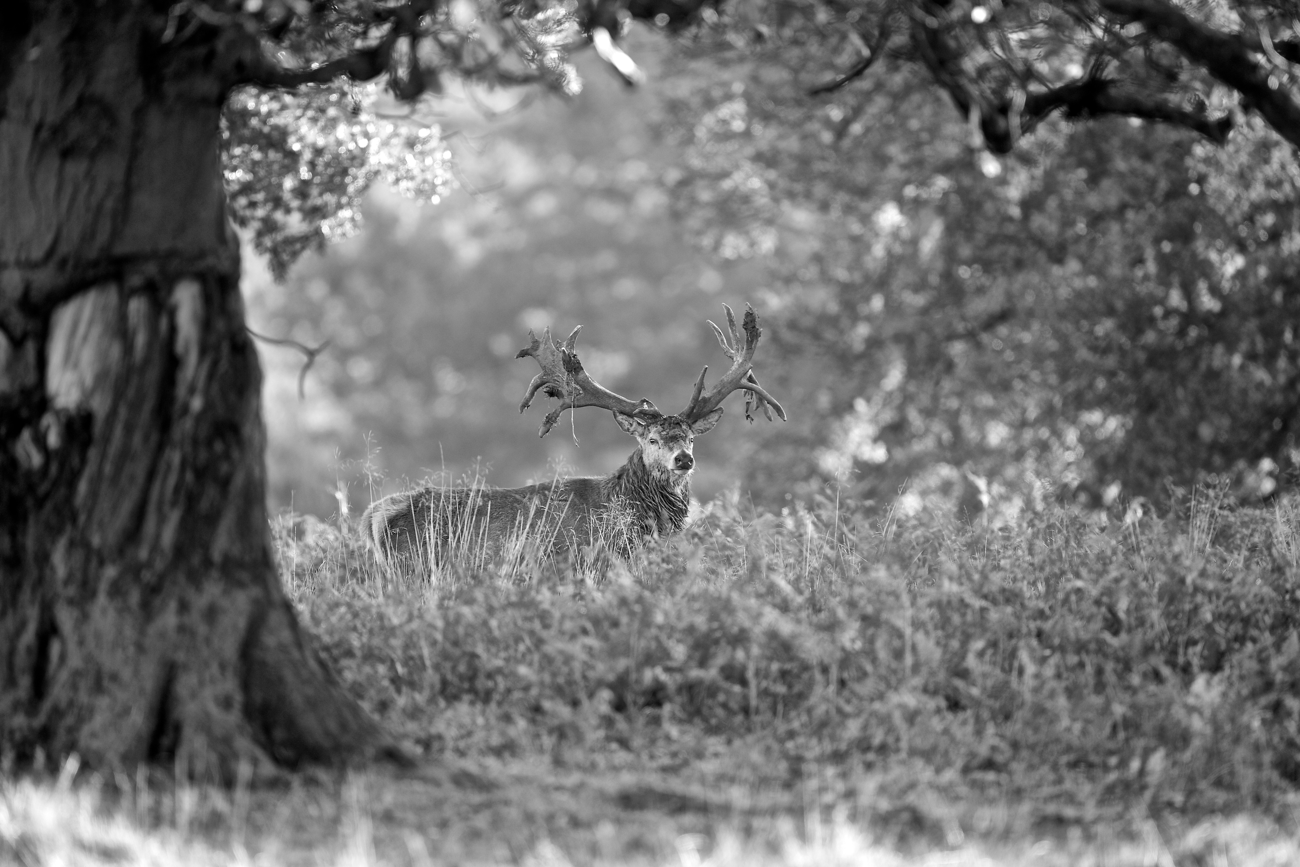 zeiss: ZEISS Fotowettbewerb: Victory V8 1.1.-8x30 Zielfernrohr gewinnen