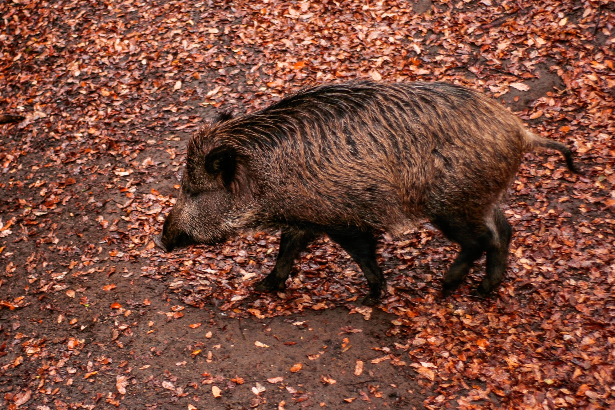 jagd-news: ++BREAKING++ Afrikanische Schweinepest: Julia Klöckner nimmt Stellung zum ersten ASP-Fall in Deutschland