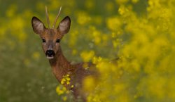 Auf zur Bockjagd! – Jagd-Ausrüstung von ALLJAGD Rehbock im Revier