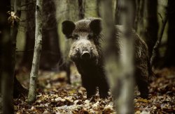 Tipps für die Drückjagd – Ausrüstung für die Bewegungsjagd Wildschwein in der Deckung im Wald