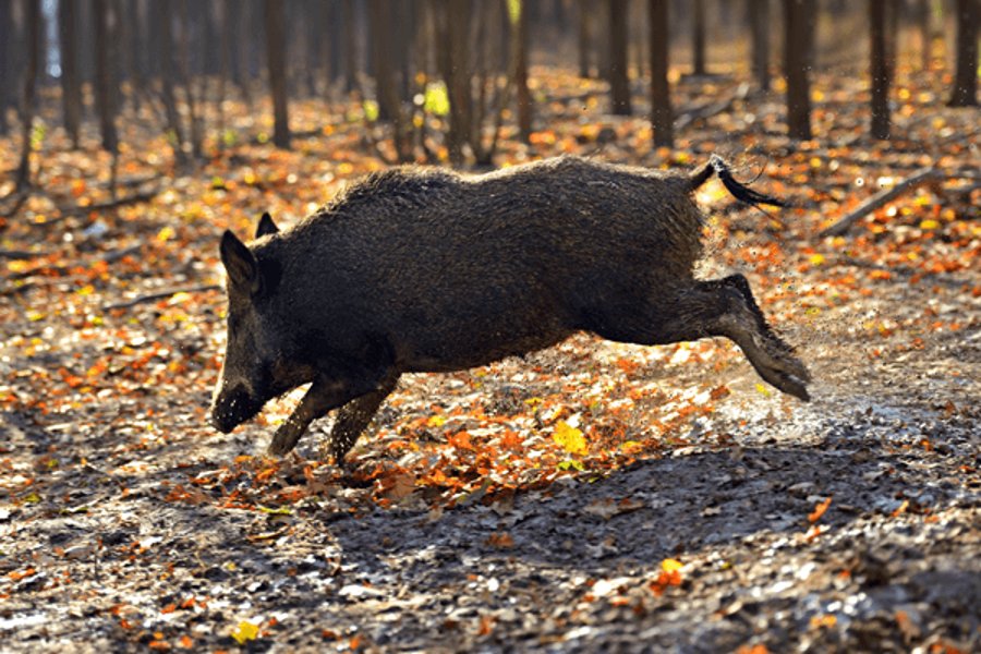 Tipps für die Drückjagd – Ausrüstung für die Bewegungsjagd Wildschwein springt bei Drückjagd über Wildwechsel