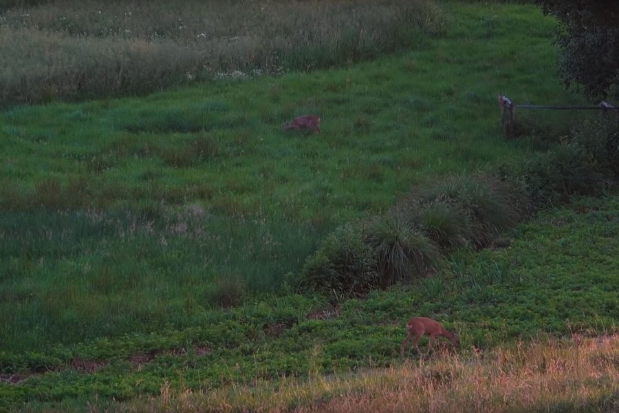 Tipps zum Ansprechen von Schmalrehen und Ricken mit Hunting Felix Schmalreh und Ricke auf einer Wiese lassen die Unterschiede der Altersklassen beim Rehwild erkennen.