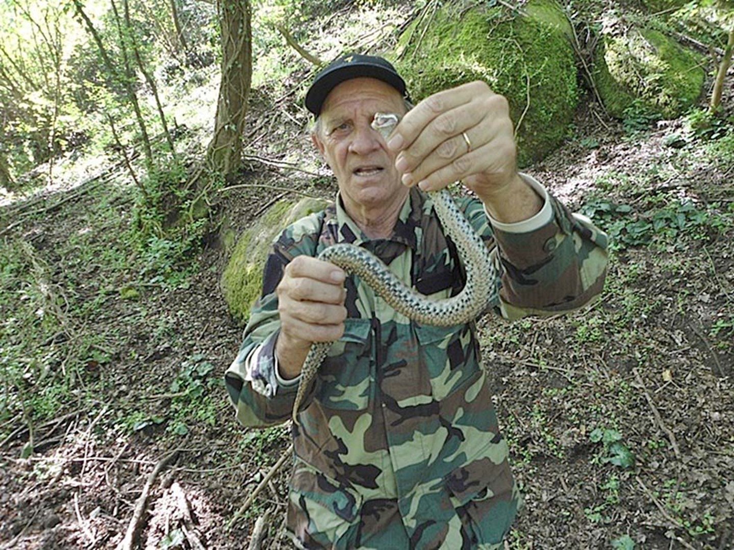 Weibliche Aspisviper im Frühjahr 2013.