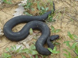 Vipera aspis: Gefahr für den Hund im Italien-Urlaub? Experte Gualberto Tiberi klärt über die Schlange auf Vipera aspis mit Melanismus, dadurch schwarz.