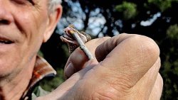 Vipera aspis: Gefahr für den Hund im Italien-Urlaub? Experte Gualberto Tiberi klärt über die Schlange auf Zähne einer weiblichen Aspisviper im Detail.