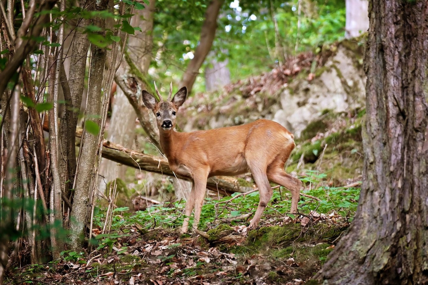 Rehbock im Wald