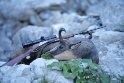 Die erste Gams vergisst man nicht – aktive Bergjagd in Tirol auf Murmel- und Gamswild