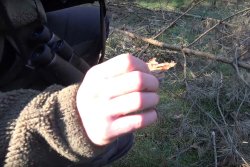Jagdausbildung in der Praxis: Jungjäger auf Bockjagd in Neuruppin Pirschzeichen eines Rehbocks, der mit dem RWS HIT-Geschoss in .30-06 erlegt wurde.