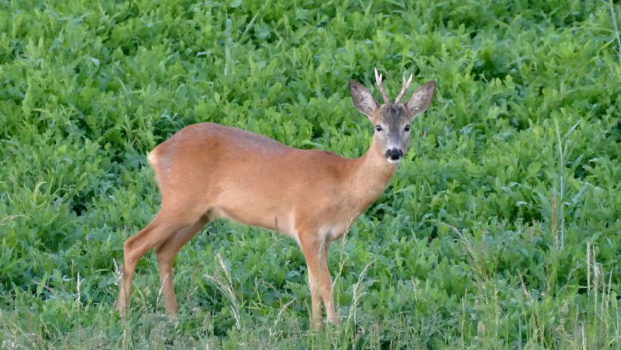 Bockjagd im Mai: Jagdauftakt – Endlich geht es wieder los Gablerbock im Mai bei der Bockjagd