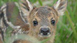Bockjagd im Mai: Jagdauftakt – Endlich geht es wieder los Rehkitz im Gras