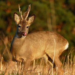 Bockjagd im Mai: Jagdauftakt – Endlich geht es wieder los Alt verfegter Rehbock